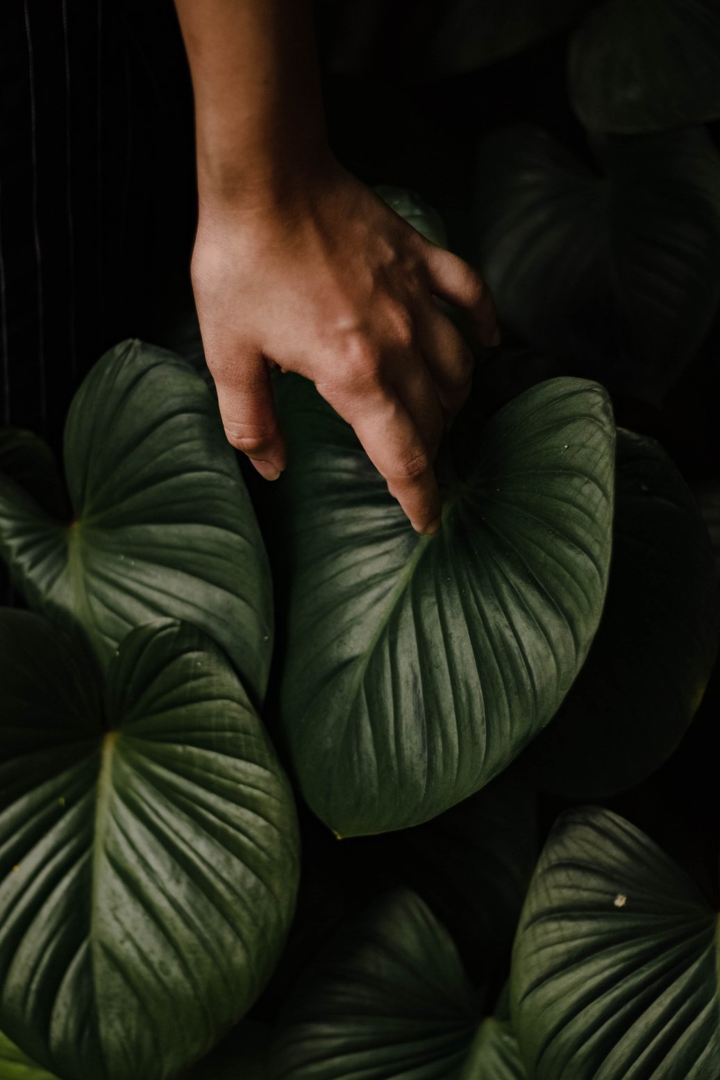 Left Human Hand on Green Leaf